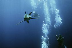 longimanus - red sea elphinstone reef Nik_RS - subtronic ... by Manfred Bail 